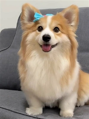 Novo colar de cachorro de jarbas duplos combina força e estilo para raças gra...